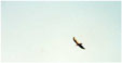 Condor