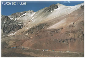 Mulas